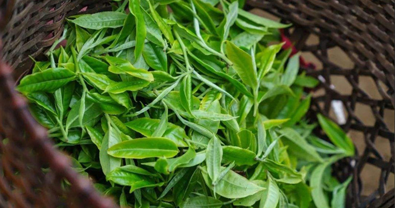 簡小葉食譜｜以茶入膳：取茶葉的清香，使茶與食物相結(jié)合