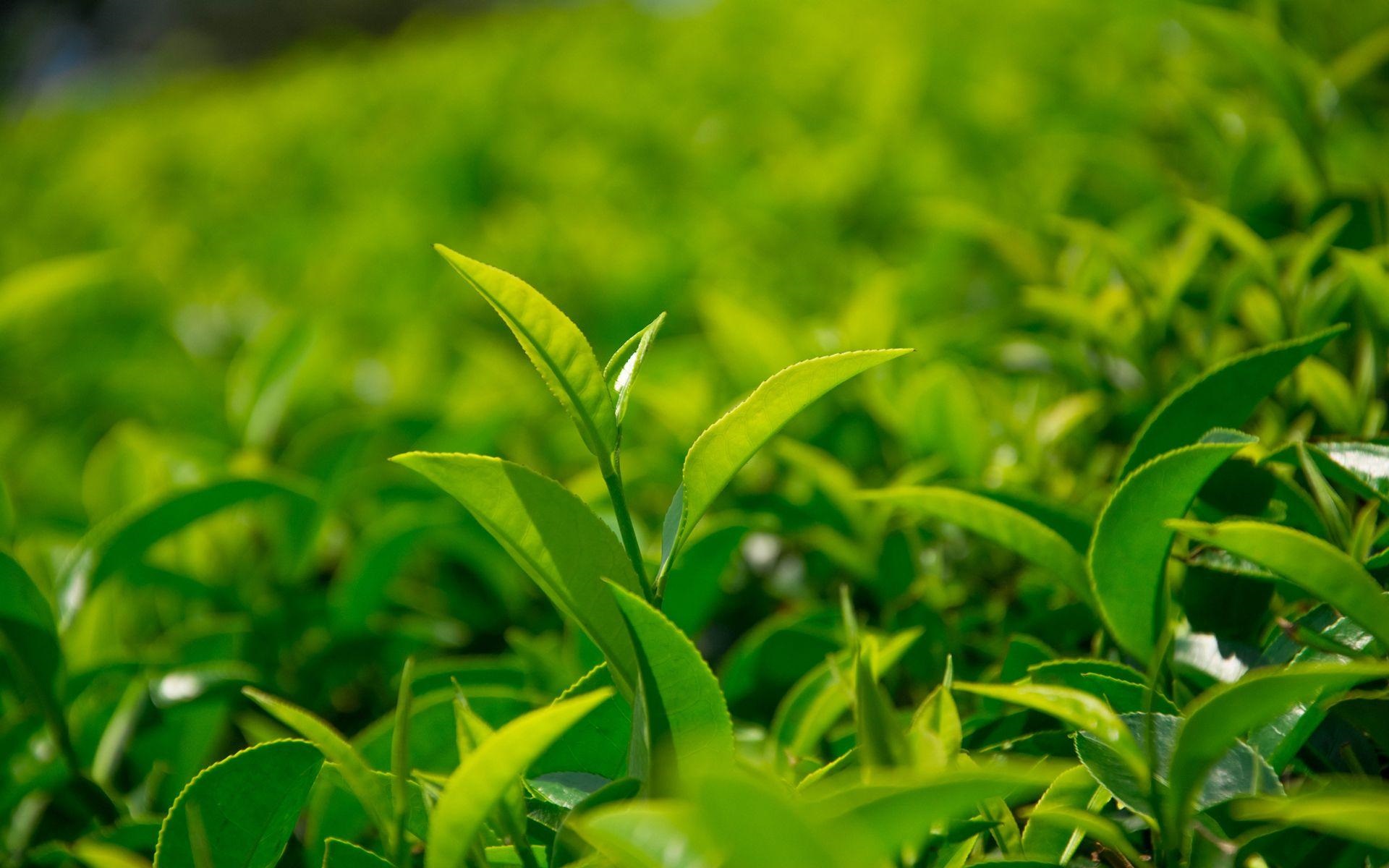 簡小葉說茶|綠茶真的會傷胃嗎？
