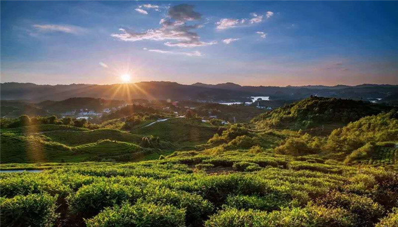 愛生活 愛簡小葉｜全世界愛茶人的盛事，首個“國際茶日”。